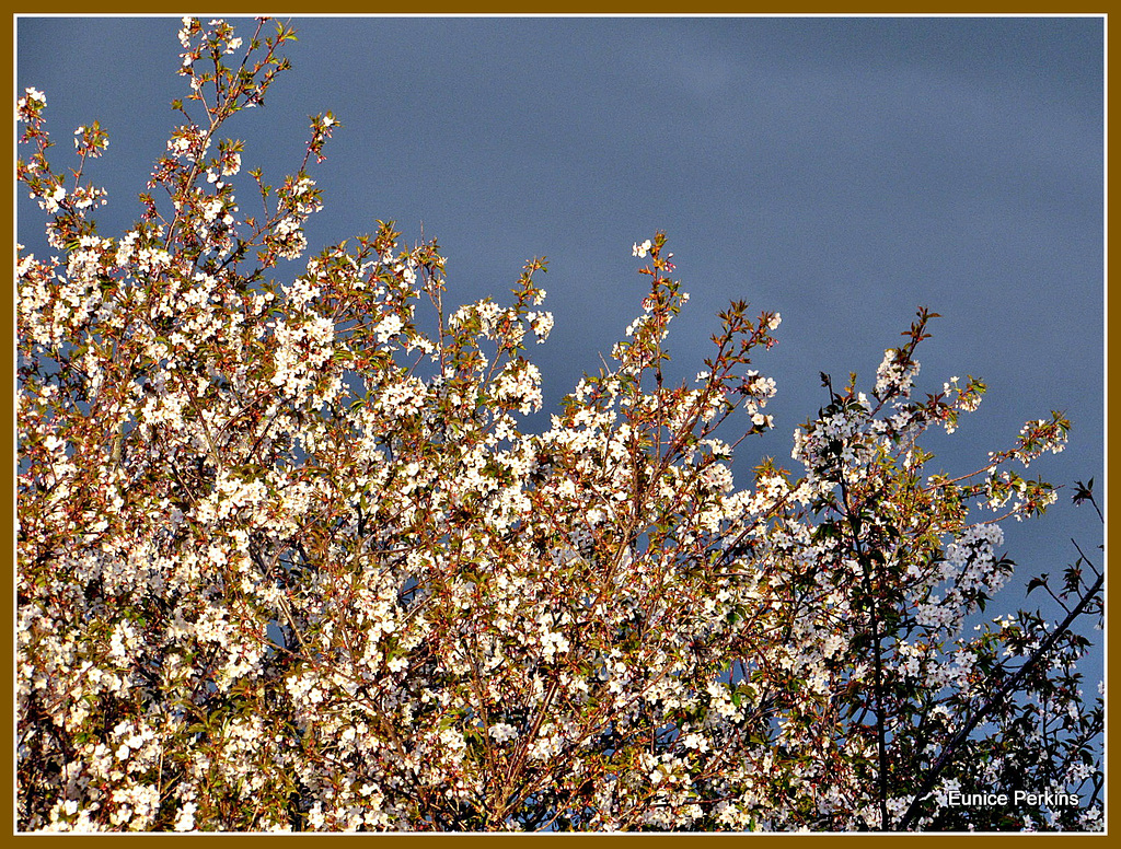 Storm Over Blossom.