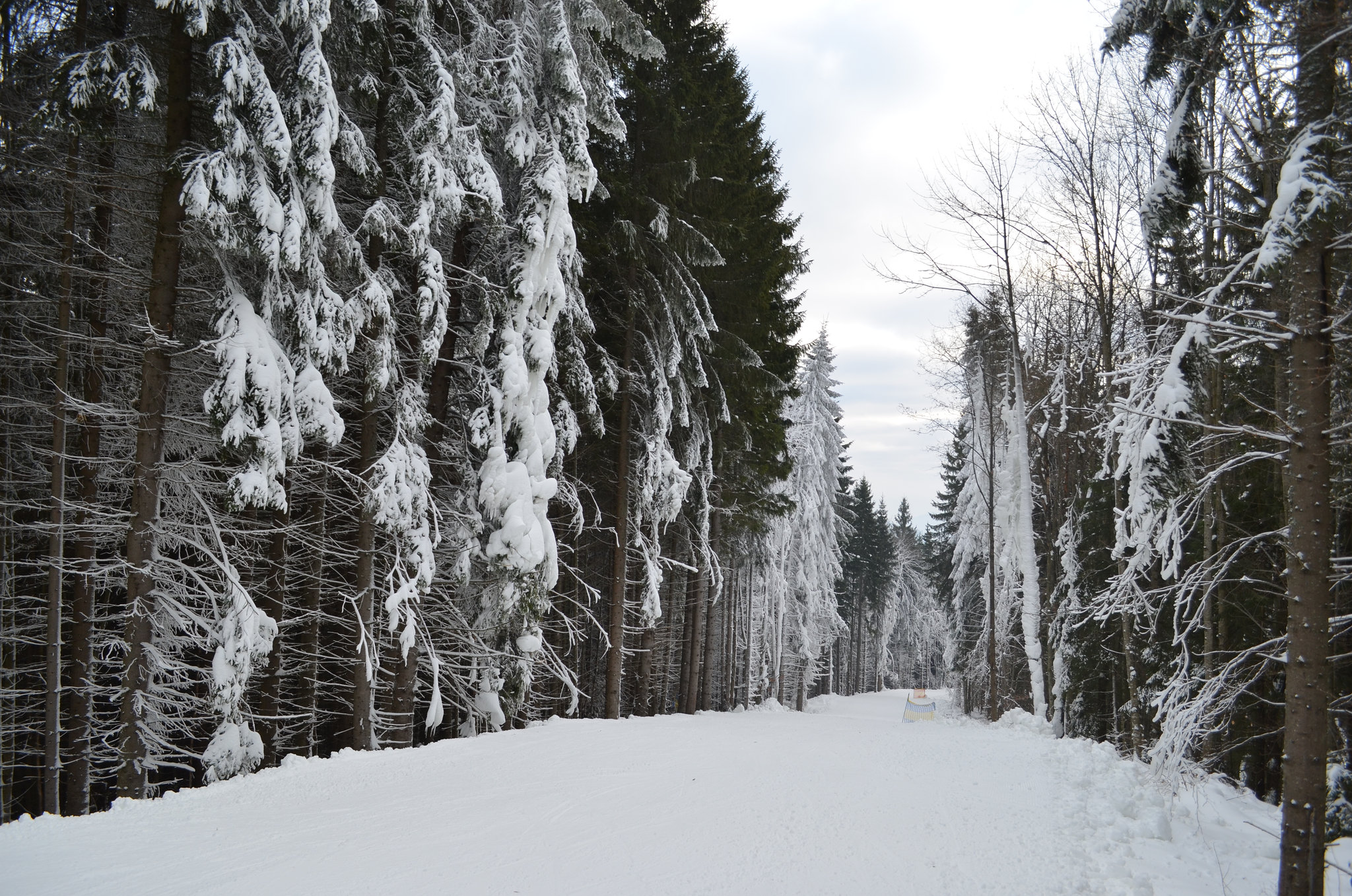 Буковель, Зимний лес / Bukovel, Winter Forest