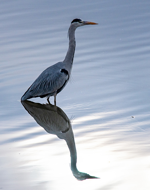 Heron