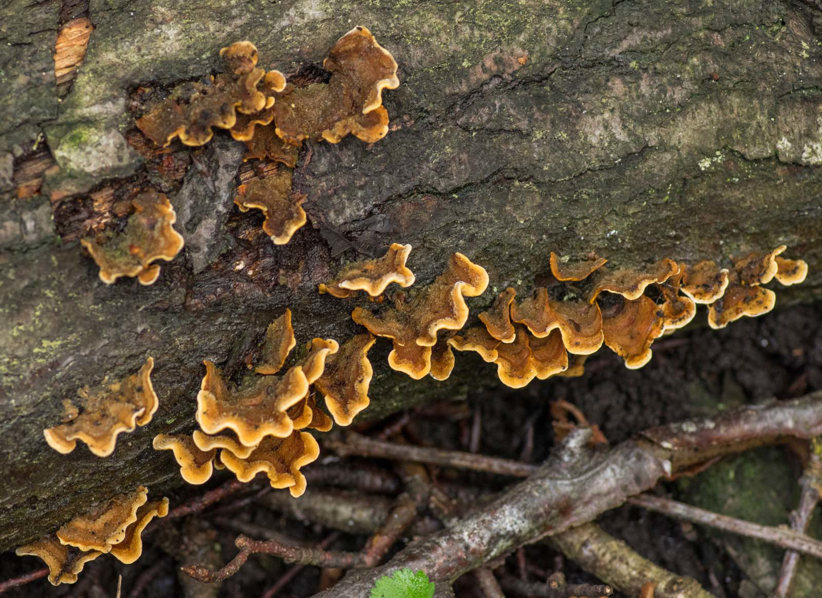 Hairy curtain crust from Eastham woods3