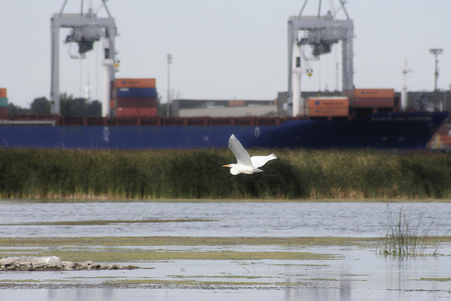 34/50 grande aigrette-great egret