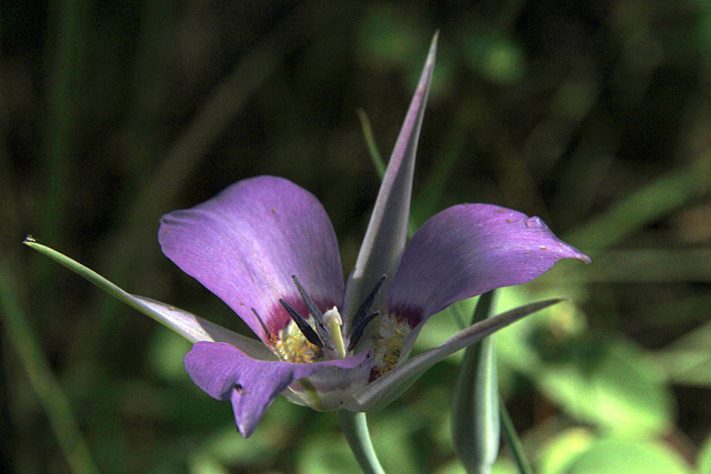 Sagebrush Mariposa