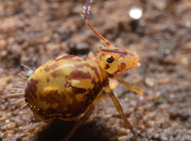 IMG 8868 Springtail