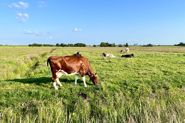 Cows