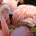 Pink Flamingos (Explored)