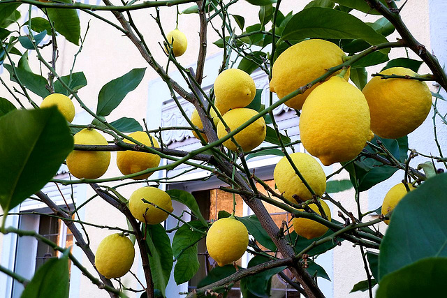 Limonadenprojekt