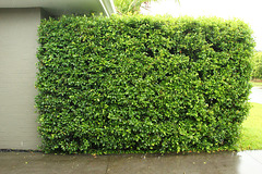 018-2025 365 hedge