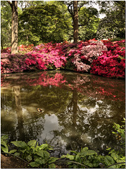 Isabella Plantation, Richmond Park