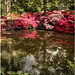 Isabella Plantation, Richmond Park