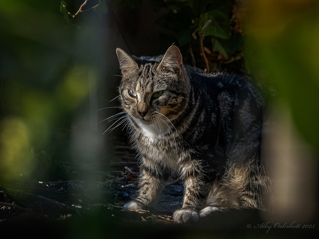 The Hunter