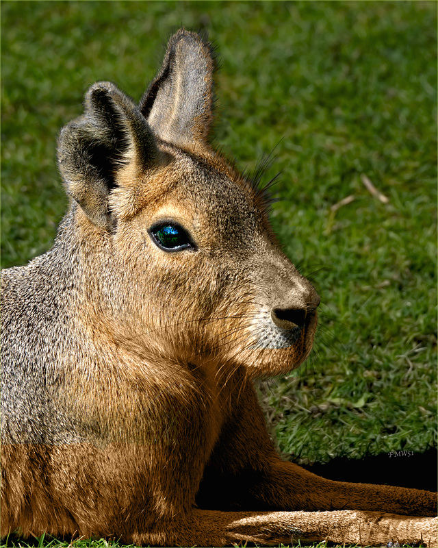 Mara Portrait