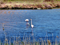 Capoterra - Flamingos