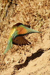 Merops apiaster, Abelharuco4621