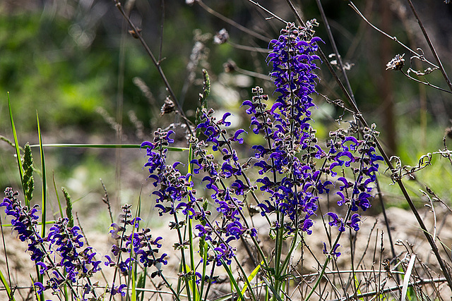 20170516 2987VRTw [A] Wiesensalbei (Salvia pratensis), Neusiedler See, [Oslib-Rust]