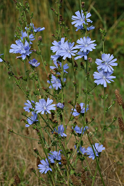 Sie leuchten blau