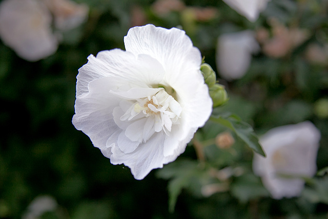 Rose of Sharon