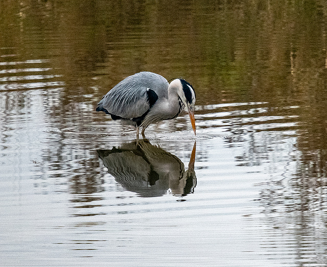 Heron