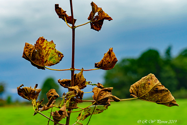 Autumn leaves