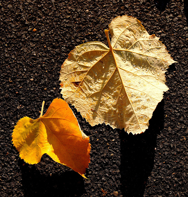 ... mais la vie sépare ceux qui s'aiment , tout doucement sans faire de bruit ... ... mais la vie sépare ceux qui s'aiment , tout doucement sans faire de bruit ...