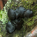 Black fungi at Eastham woods.6jpg