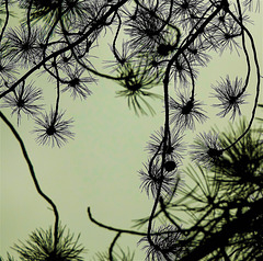 Branched And Bunched