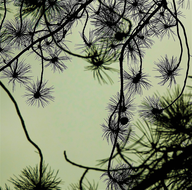 Branched And Bunched