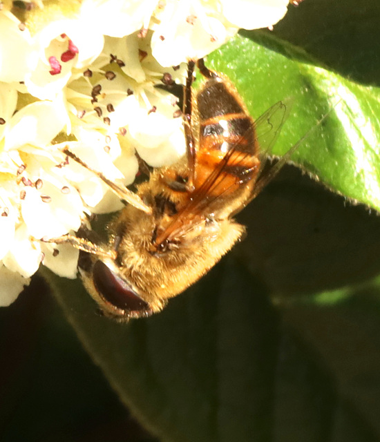 IMG 3525Hoverfly