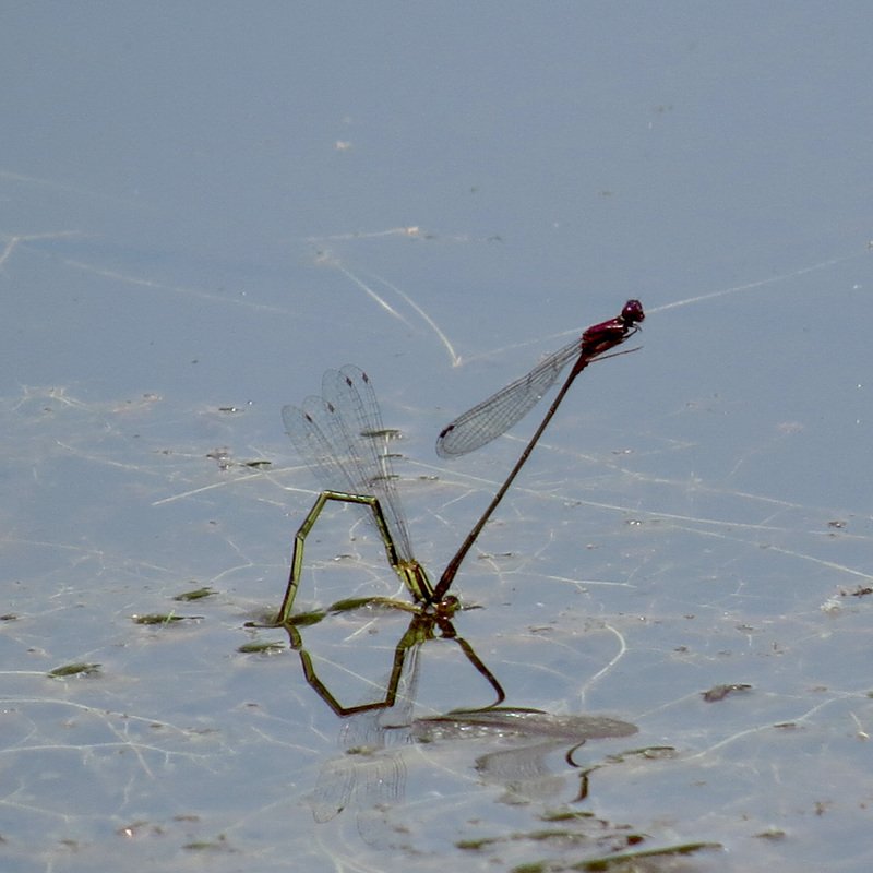 Mating damselflies