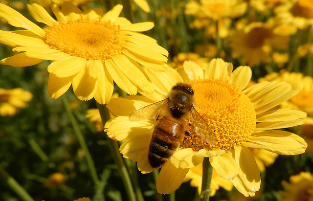 Biene auf Färberkamille