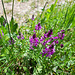 Schopfige Kreuzblume (Polygala comosa)