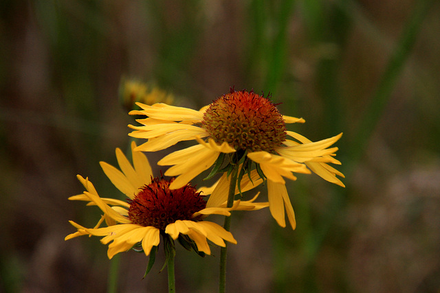 Indian Blanket