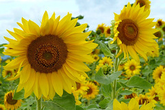 Sunflowers are Funflowers