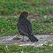 20250514_Blankenburg
