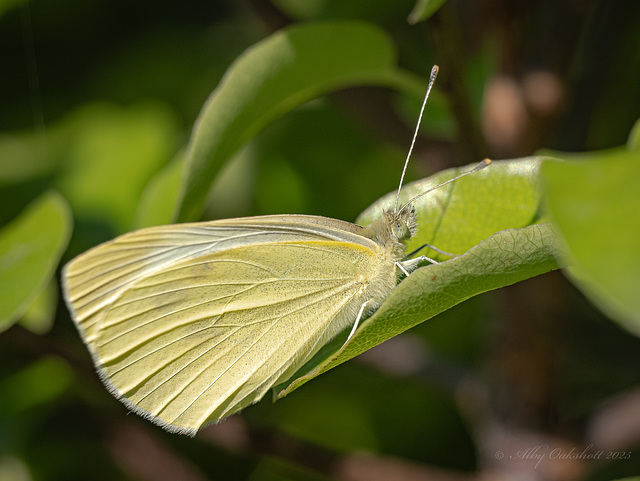 Small White Butterfly