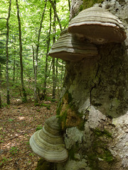 20150523 -25 Rando VTT La chapelle en Vercors (298) al