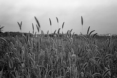 Green bristle grass