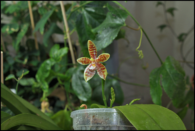 Phalaenopsis tetraspis x cornu-cervi var. chattaladae (1)