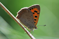 small copper