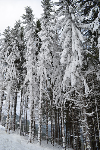 Буковель, Зимний лес / Bukovel, Winter Forest