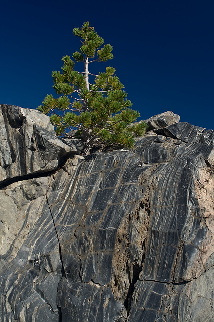 Obsidian Tree