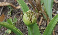 Allium schubertii (1)