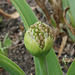 Allium schubertii (1)