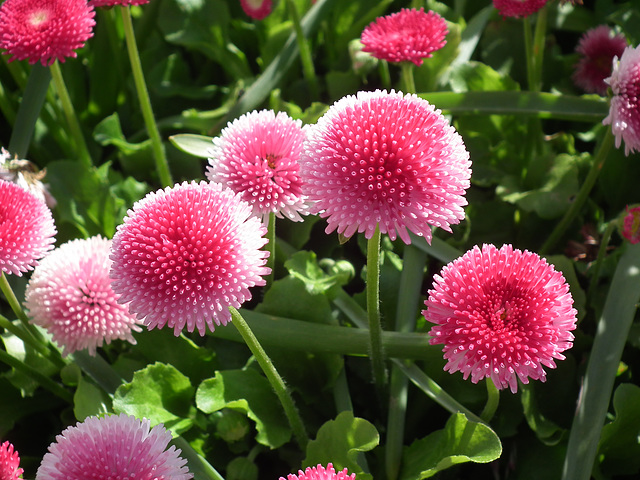 Bellis - yeah, beautiful bellis