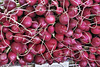 Radishes – Marché Jean-Talon, Montréal, Québec, Canada