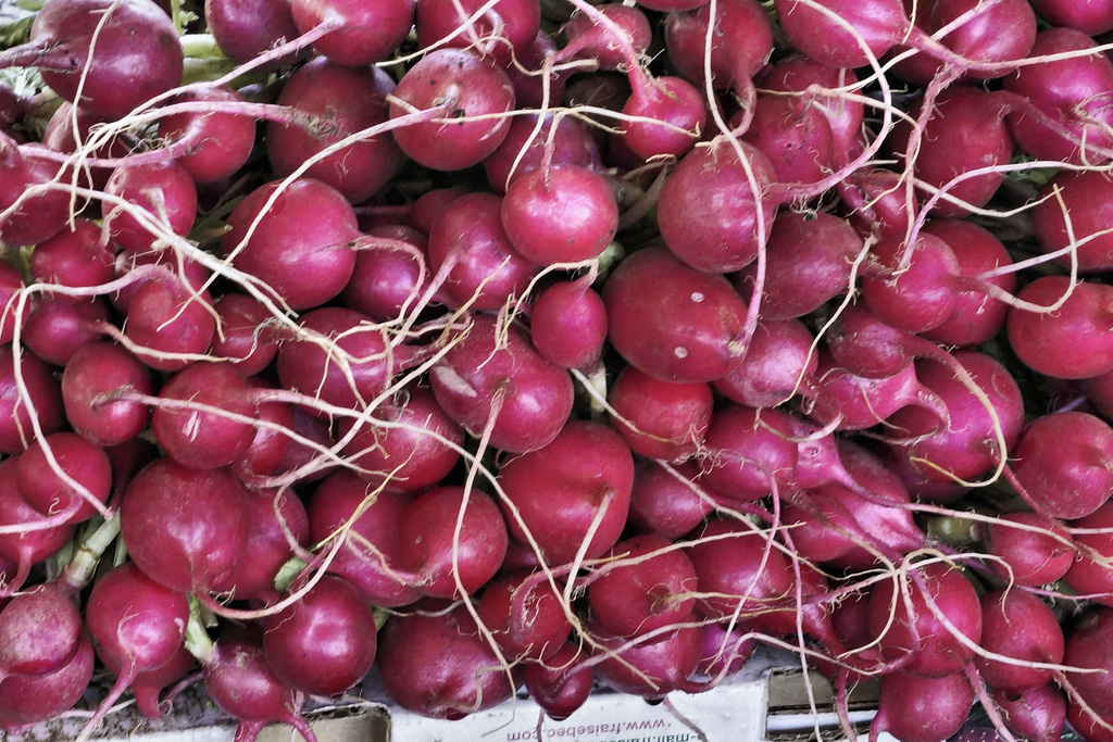 Radishes – Marché Jean-Talon, Montréal, Québec, Canada