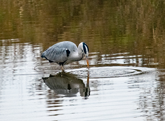 Heron with its catch