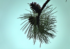 Branched And Bunched