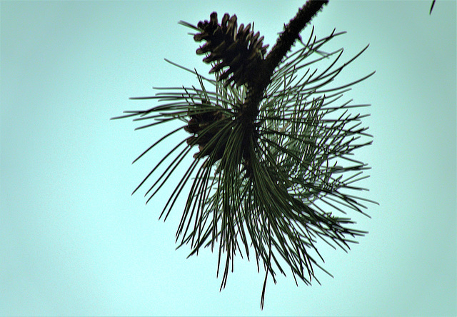 Branched And Bunched