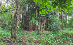 Grove of ancient trees on the Altyre Estate