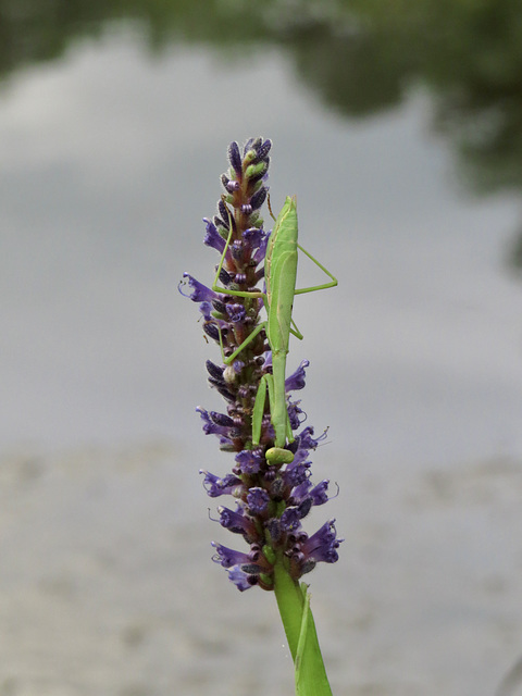 Mantis on Pontederia